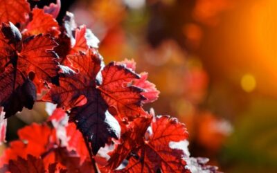 La vite rossa prezioso alleato in estetica